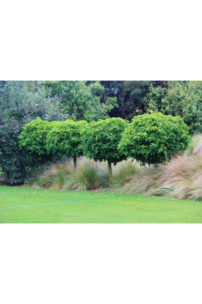 Дерево ліквідамбр смолоносний Gum Ball крупним планом, куляста крона. 